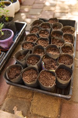Overhead view of pot with fertilized black soil for sowing. Gardening. Agriculture. Eco farming concept.