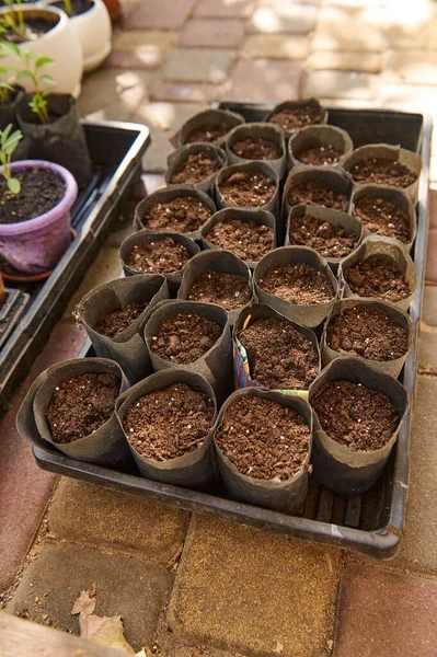 Overhead view of pot with fertilized black soil for sowing. Gardening. Agriculture. Eco farming concept.
