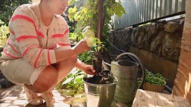 Female agronomist gardener fills a pot with seedling of young peppers with fertile soil, for the first time transplanting plants in vegetable garden on early spring sunny day. Agriculture and Farming