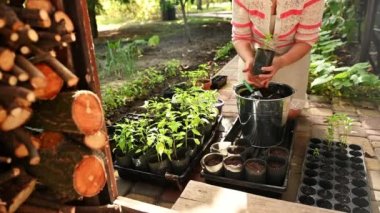 The view from the country house of woman gardener transplanting a pepper sapling into a pot, sitting on the ground near agro cassettes with sprouted seedlings. Logs in the foreground. Rural lifestyle