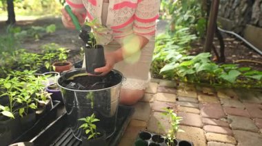 Close-up front view of a female farmer gardener, using garden shovel, pours fertilized black soil in a pot, planting seedlings in her eco farm on a sunny early spring day. Agriculture. Organic farming