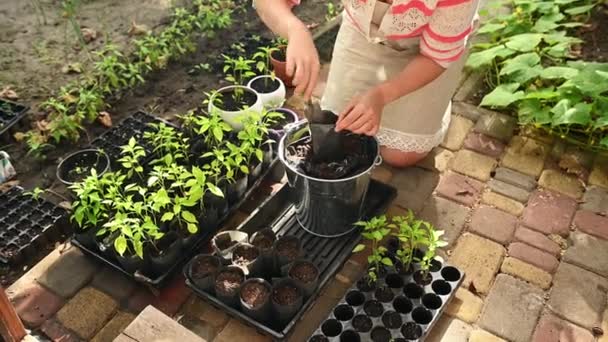 Female Farmer Agriculturist Plants Pepper Germinated Seedling Sprouted Roots Pot — Vídeos de Stock