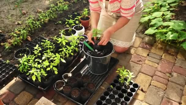 土壌で成長する緑の苗を保持し 受精した地面の鍋に植えるトップビューの女性 持続可能なライフスタイルと資源 彼女のエコファームに苗木を植える女性農家 有機農業 — ストック動画