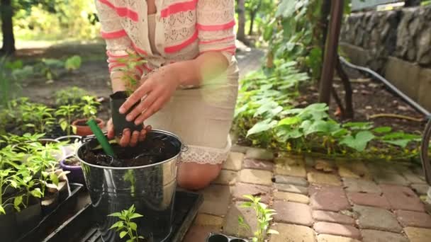 日没の早い春にピーマンの苗を移植する女性庭師のアグロノームのクローズアップ ビジネス 生態学 有機園芸 エコ農業の概念 エコ農業の考え方 — ストック動画