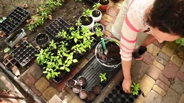 Overhead View Female Farmer Taking Out Sprouted Seedlings Roots Black — стоковое видео