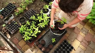 View from above of a woman gardener agriculturist, planting pepper seedlings, putting sprouted saplings from agro cassette in a pot. Sowing, growing, cultivating organic vegetables in eco farm lands