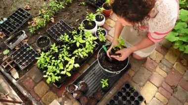 Amateur farmer woman, agronome transplanting seedlings of pepper from an agro cassette into a pot in spring. View from above. Agricultural hobby and business. Growing organic vegetables in eco farm