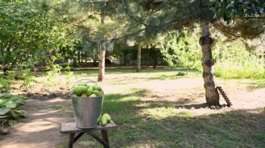 Focus on galvanized metal bucket full of ripe pears and lovely little child girl, putting autumn harvest of fresh fruits into it. Countryside orchard. Eco farming. Gardening. Sustainable lifestyle