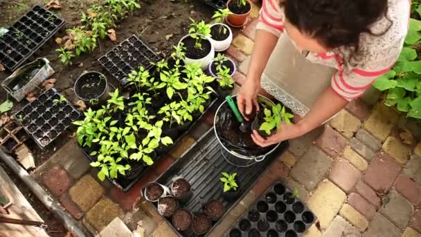Top View Farmer Planting Sprouted Pepper Seedling Pot Fertile Soil — Stockvideo