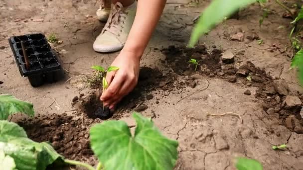 Close Woman Farmer Gardener Agriculturist Planting Germinated Pepper Seedlings Flowers — Video Stock