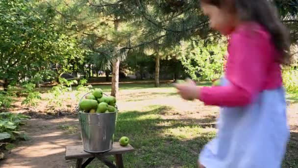 Cute Baby Girl Picking Fresh Ripe Organic Pears Collecting Them — Stock video