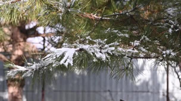 Close Snow Covered Pine Tree Branch Winter Snowy Day Concept — стокове відео