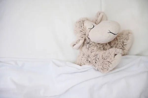 Top view of a cute plush toy sheep covered in a white blanket in bed. Copy ad space. Kids toys. Bedroom. Comfort