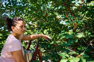 Çok ırklı kadın bahçıvan, tarımcı, eko çiftçisi, merdivenin üzerinde duran ve olgun kirazları organik kiraz bahçesinde galvanize edilmiş kovaya hasat eden.