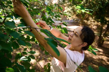Ağacın içinde olgun kiraz meyveleri. Meyve bahçesinde kiraz toplayan kadın işçi. Çift ırklı kadın ağacın yanındaki merdivende duruyor ve olgun kirazlara uzanıyor. Baharda evcil bahçede hasat.