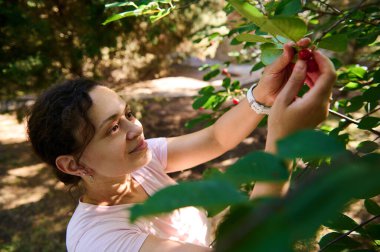 Çok ırklı, orta yaşlı, zevkli bir kadın, amatör çiftçi, tarımcı, mutluluk ve huzur hisseden meyve çiftliğindeki bir ağaçtan kiraz çileği toplarken. Kiraz topluyorum. Doğa Halkı