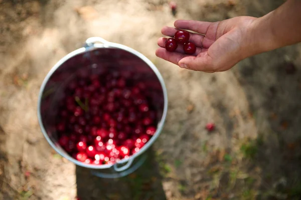 View Hand Unrecognizable Woman Farmer Throwing Freshly Picked Cherries Metal — Stock Photo, Image