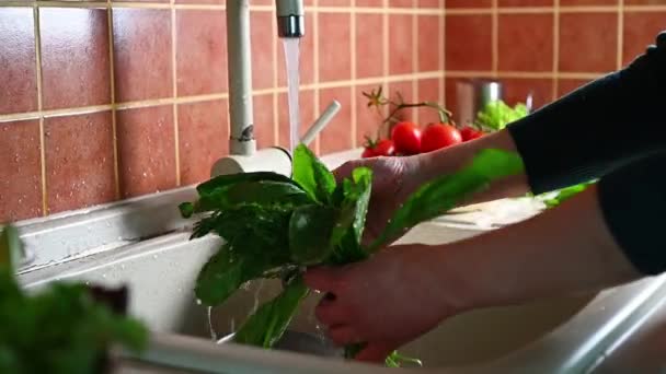 Close Unrecognizable Woman Housewife Standing Kitchen Countertop Washing Spinach Leaves — Stock Video