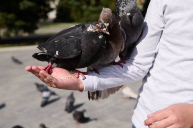 Meydanda çocuğun kolunda oturan üç güvercini yakın plan çekin. Kuşları besleyen nazik çocuk. İyilik, sevgi, şefkat ve hayvanlara ilgi kavramı. - İnsanlar. Çocukluk. Doğa