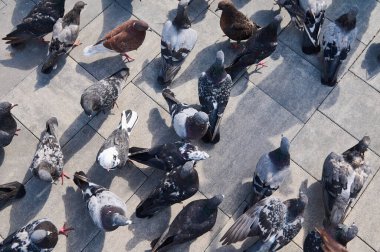 Güvercinli arka planın üst görüntüsü. Kaya güvercinleri, ıskartaya çıkmış yiyecek ve kuş yemi sunarak yaşayan sokakları ve meydanları dolduruyor..