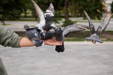 Elinde oturan ve kasaba meydanında kuş tohumlarıyla beslenen uçan kaya güvercinleri sürüsü. Vahşi hayvanlara ilgi, şefkat ve sevgi kavramı