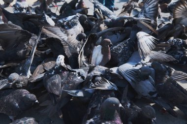 Kaya güvercinleri. Meydanda toplanan yabani güvercin sürüsü, atılmış yiyecek veya kuş yemi ile besleniyor. Güvercinlerle dolu bir arka plan. Doğa ve hayvanlar