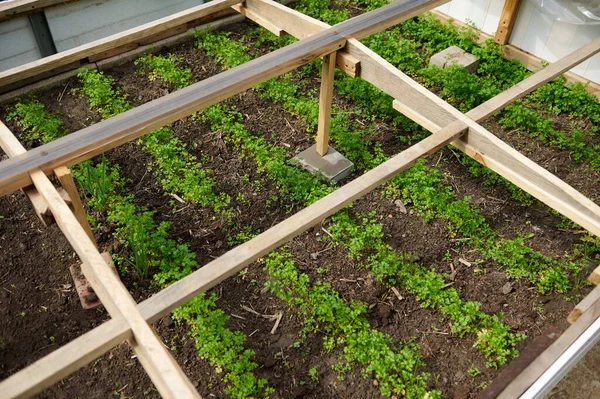 种子床人工温室的顶部视图 带有栽培草本植物和蔬菜 生态农业 农业业余爱好和商业概念 — 图库照片