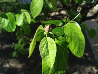 Meyve bahçesinde çiçek açan yakın plan meyve ağacı. İlkbahar. Doğa geçmişi. Botanik. Çevre.