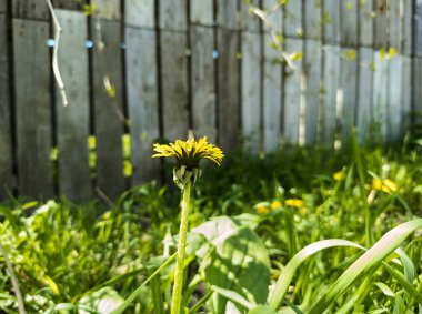 Kırsal ahşap bir çitin arkasında yeşil çimlerin üzerinde sarı karahindiba çiçeği. İlkbahar. Doğa geçmişi. Durgun hayat