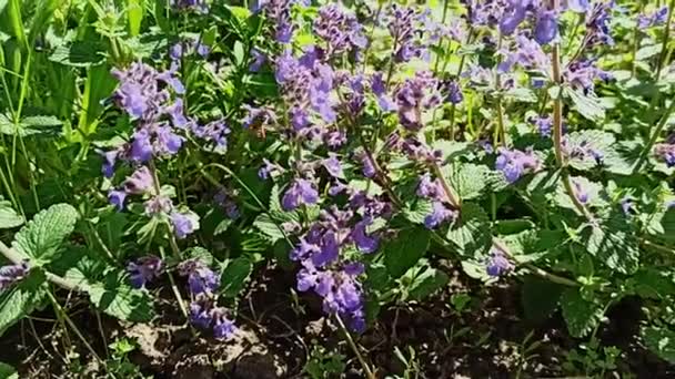 野性中盛开的紫色花朵 安静的生活 — 图库视频影像