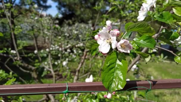Bloeiende Appelboom Boomgaard Voorjaarsbloeiende Appelboom Zomertuin — Stockvideo