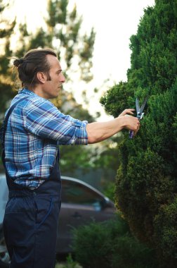 Side waist up portrait of Latin American man in work outfit, handsome competent professional male gardener pruning decorative bushes with trimming shears, maintaining the landscaping of mansion yard. clipart