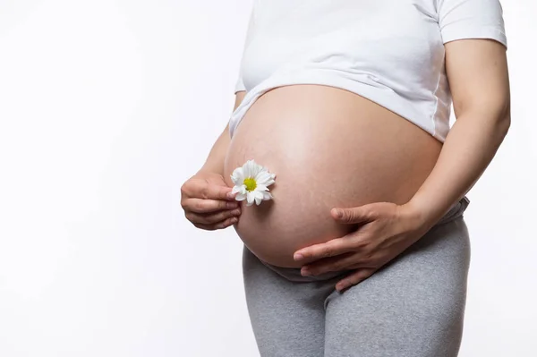 Hamile Kadının Koca Göbeğinin Yanında Beyaz Papatya Çiçeği Tutarken Onu — Stok fotoğraf