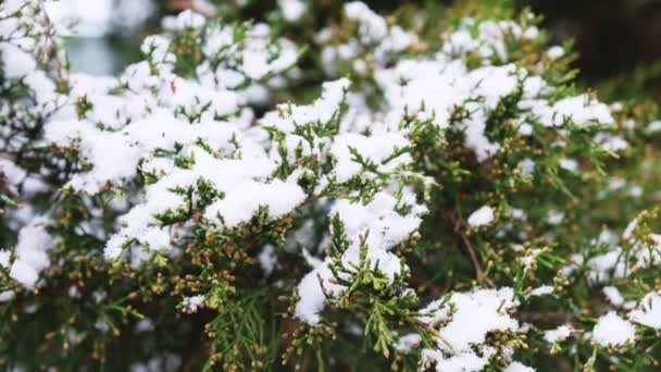 Coníferas Cubiertas Nieve Fondo Naturaleza Tiempo Invierno — Vídeos de Stock