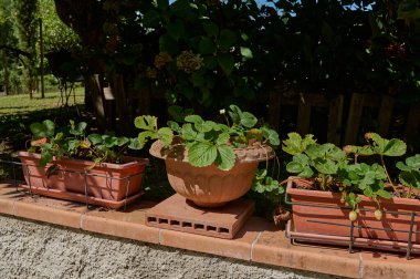 Çilekler kil kaplarda yetişiyor. Tarım. Meyveler ve meyveler. Hizalama. Sağlıklı besin. Durgun hayat