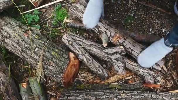 Górny Widok Turysty Układanie Drewna Opałowego Stosy Drewna Lesie Zbieranie — Wideo stockowe