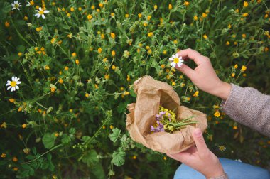 Kapalı bir şifalı bitki uzmanı olan kadın takvim ve papatya çiçeği topluyor, geleneksel ilaç veya şifalı çay malzemeleri hazırlıyor. Naturopati ve bitkisel bütünsel tıp kavramı. Yukarıdan görüntüle