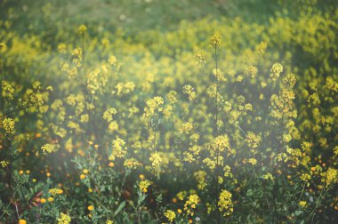 Doğal çiçekli kır çiçekleri, şifalı bitkiler ve yeşil çimlerde yetişen bitkiler. İlkbaharda çiçek açarlar. Taze çimenleri ve sarı çiçekleri olan el değmemiş bir orman çimenliği.