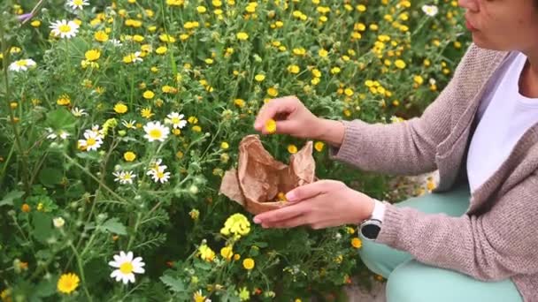 植物疗法 自然疗法 芳香疗法 草药替代疗法的概念 女草药医生在户外的草地上采集治愈草药 年轻女性植物学家在自然界中采摘药用植物 — 图库视频影像