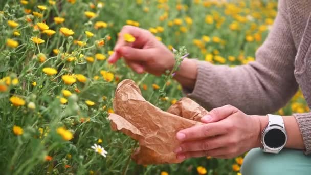 Close Herbalist Hands Collecting Medicinal Plants Herbs Healing Flowers Mountains — Stock Video
