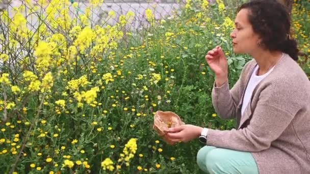 Feliz Mujer Sonriente Herbolaria Botánica Olfateando Flor Manzanilla Recogiendo Hierbas — Vídeo de stock