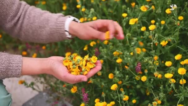 女性のハーブリスト植物学者の手は 屋外で癒しの薬草植物を収集しながら カレンダーの花を選びました アロマセラピー ナチオパシー 代替医療としての代替ハーブ薬 — ストック動画