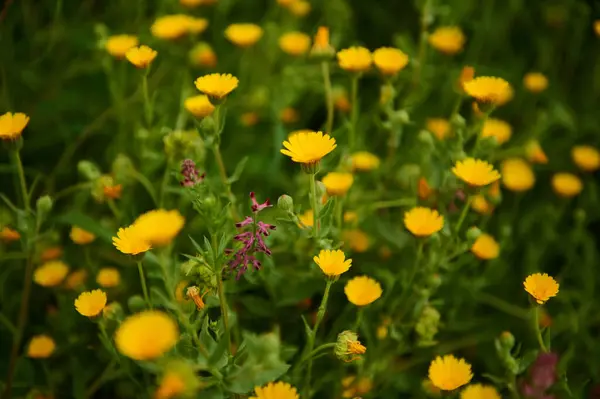 stock image Floral background with medicinal calendula flowers in the field in the meadow in mountains. Medicinal plants and flower growing in wild nature. Nature background. Herbal medicine