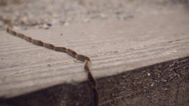 Tırtıl treni doğada yavaşça hareket ediyor. Doğadaki böcekler