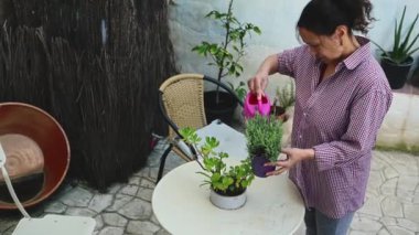 Dişi bir çiçekçi, çiçek bahçesindeki saksı bitkilerini dikkatlice inceliyor, sulama kutusundan çiçek açan lavantaları inceliyor.