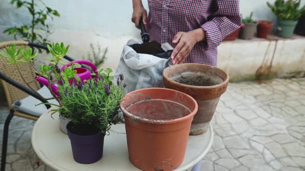 클로즈업 냄비에 보편적인 토양을 아늑한 정원에 라벤더와 테이블에 Floriculture — 비디오
