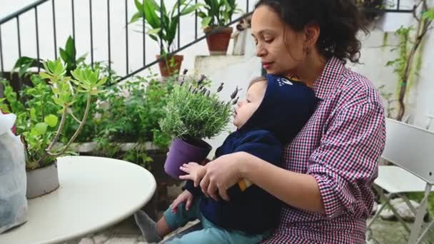Mały Chłopiec Wąchający Zapach Lawendy Siedzący Kolanach Matki Ogrodzie Mama — Wideo stockowe