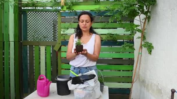 Unge Krøllete Multietnisk Kvinne Blomsterhandler Botaniker Holder Undersøker Gransker Lavendelplanter – stockvideo