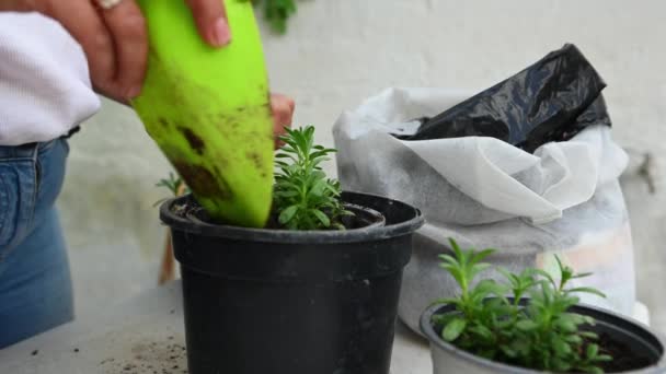 Closeup Woman Florist Pouring Fertilized Potting Soil Pot Freshly Transplanted — Stock Video
