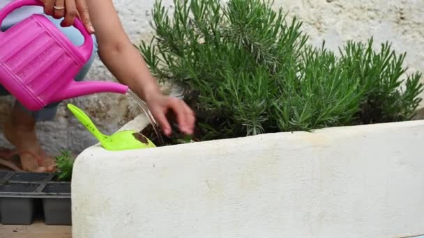 정원에 종사하는 클로즈업 토양을 구멍을 만들고 침대에 라벤더 묘목을 사용하여 — 비디오